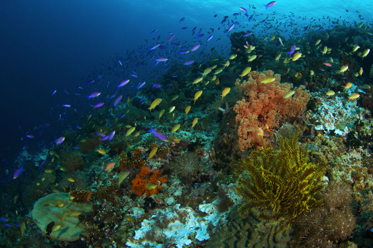 A view form snorkeling at Pescador Island.