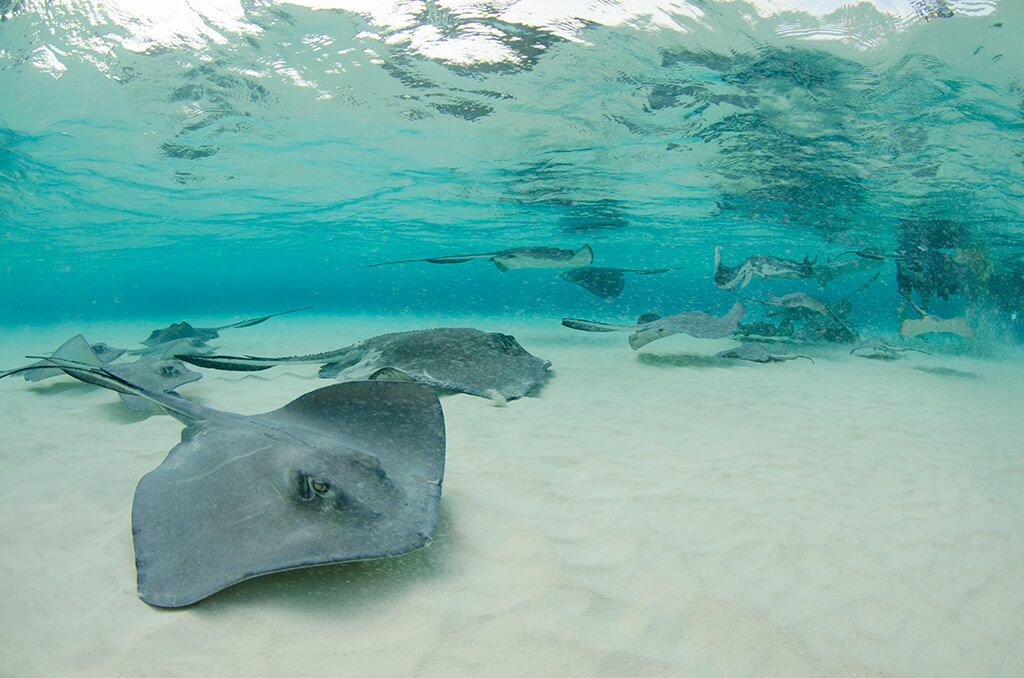 Grand Cayman's Stingray City is the original stingray encounter and considered a must-do experience for many.