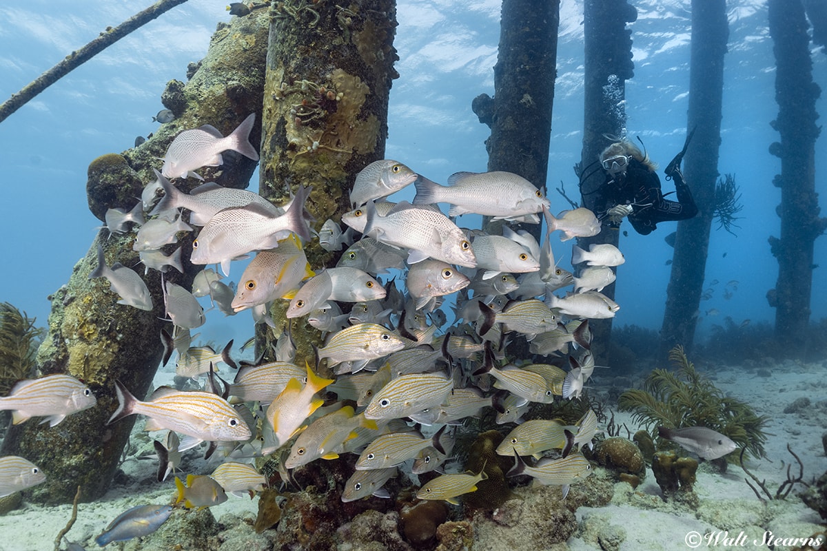 The pilings of the Salt Pier are a favorite with shore divers.