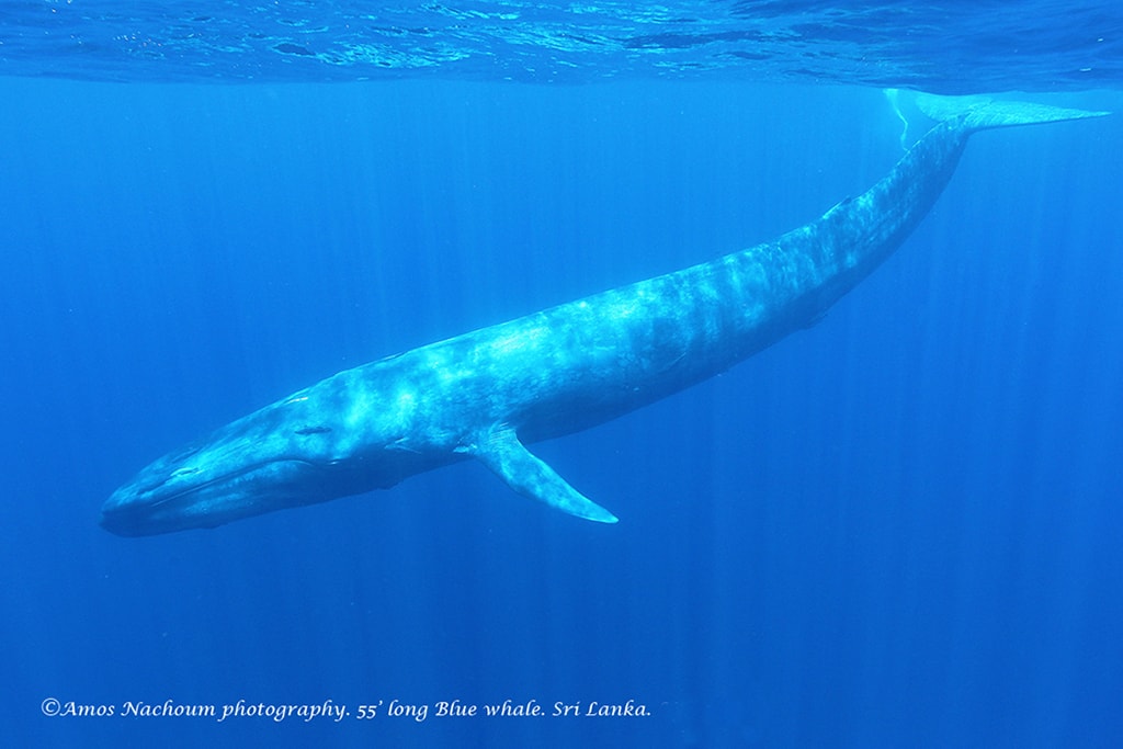 The blue whales of Sri Lanka are a unique subspecies native to the Pacific and Indian ocean.