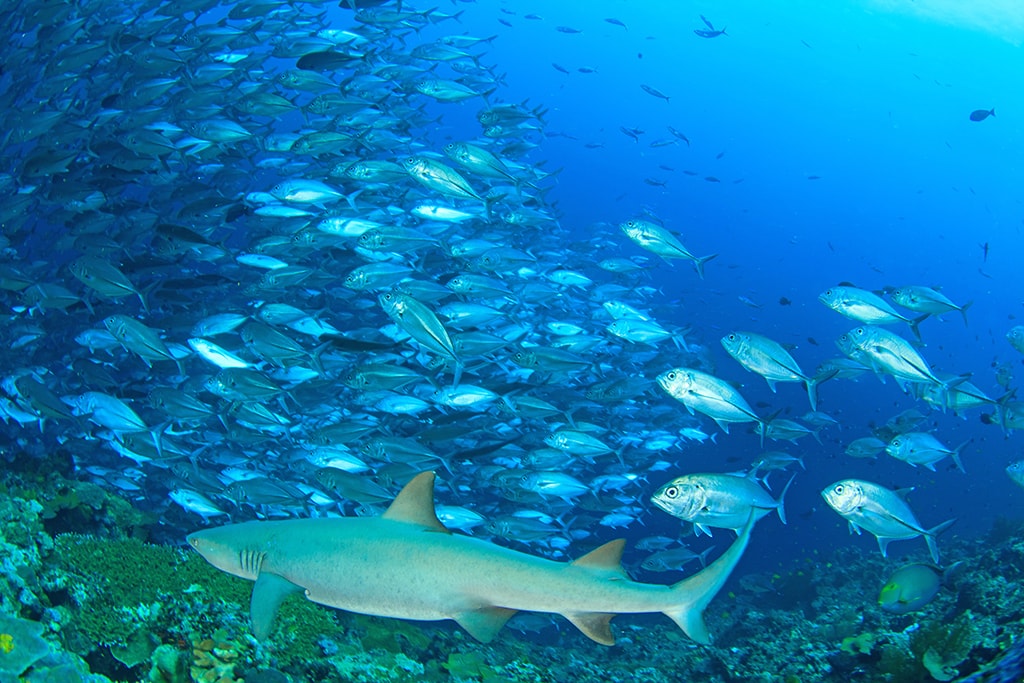 The waters of Tioman Island are known for large schools of fish, plus the occasional shark.