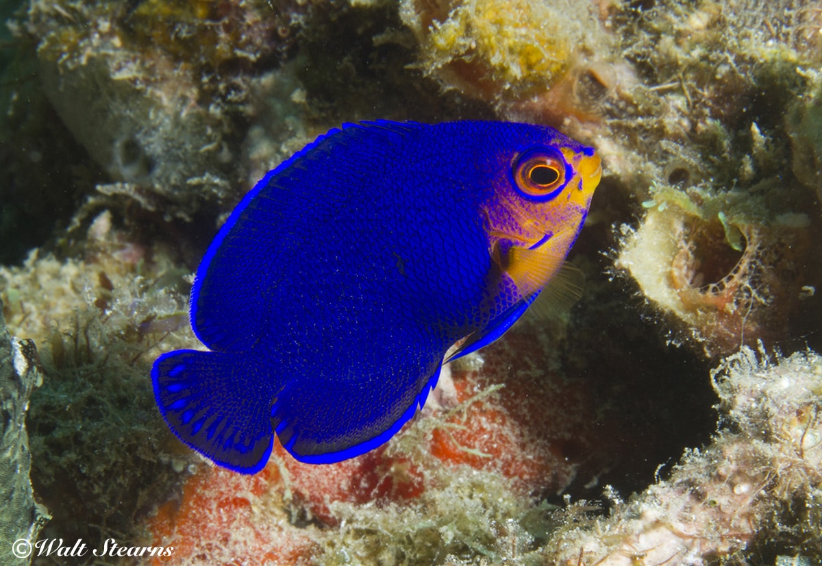 Pygmy angelfish are just one of the many colorful tropical species that divers encounter on the reefs of St. Lucia