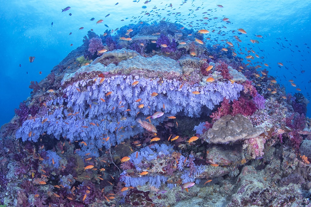 When the currents are running, the dive sites of Rainbow Reef come alive in vivid colors. Photo: Markus Roth.