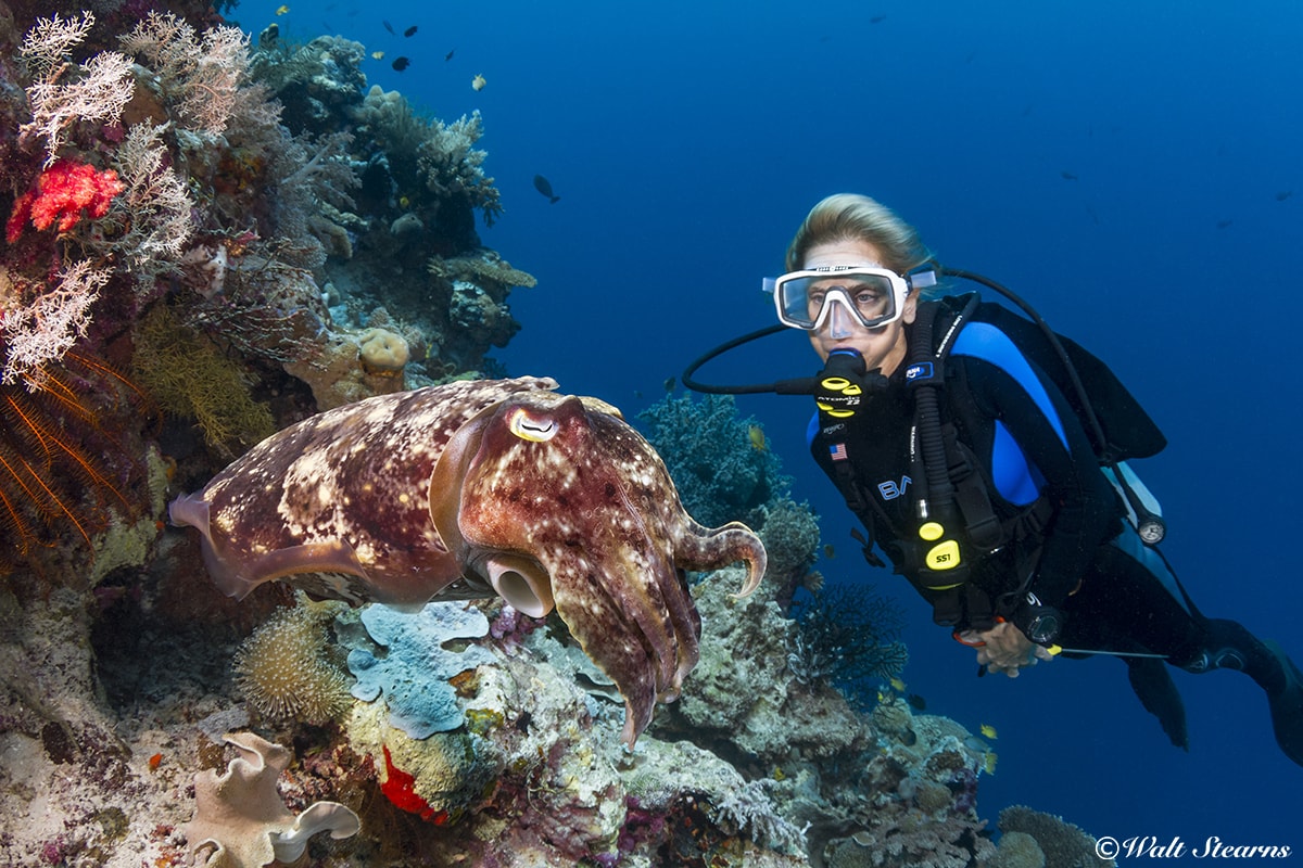 Broadbill cuttlefish are frequently seen on sites such as Wakatobi's House Reef.