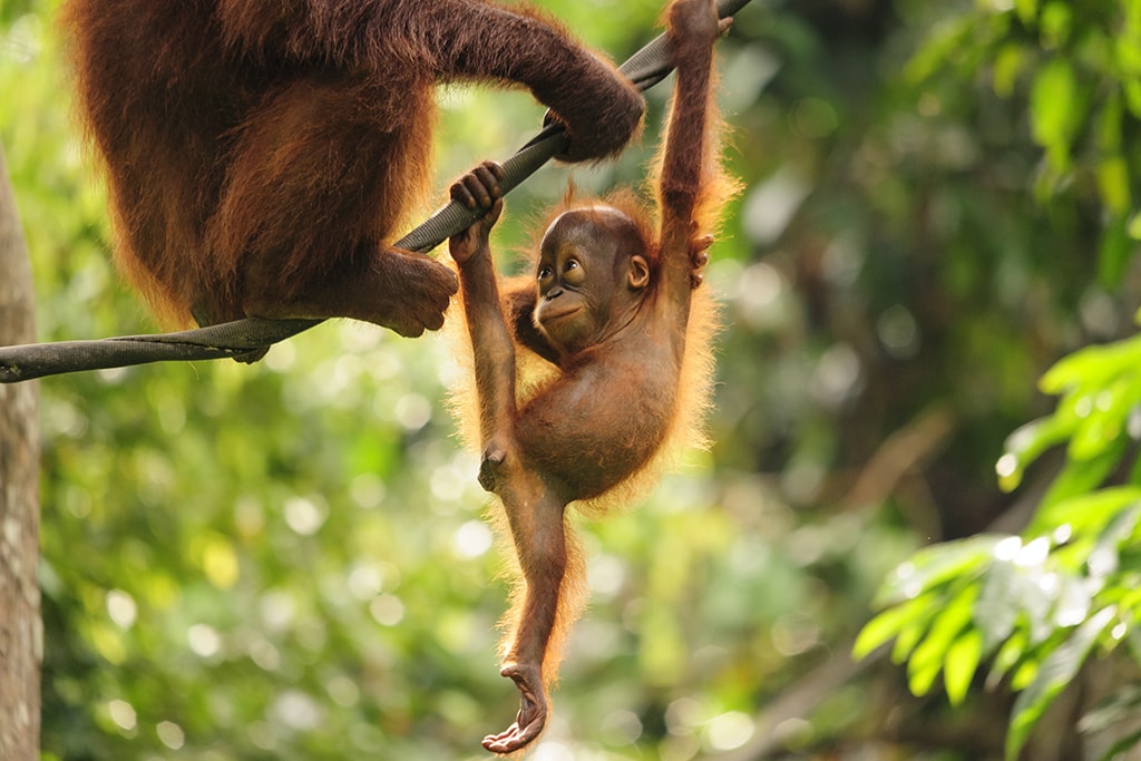 A favorite land tour in Sabah is a visit to the Sepilok Orangutan Rehabilitation Center.