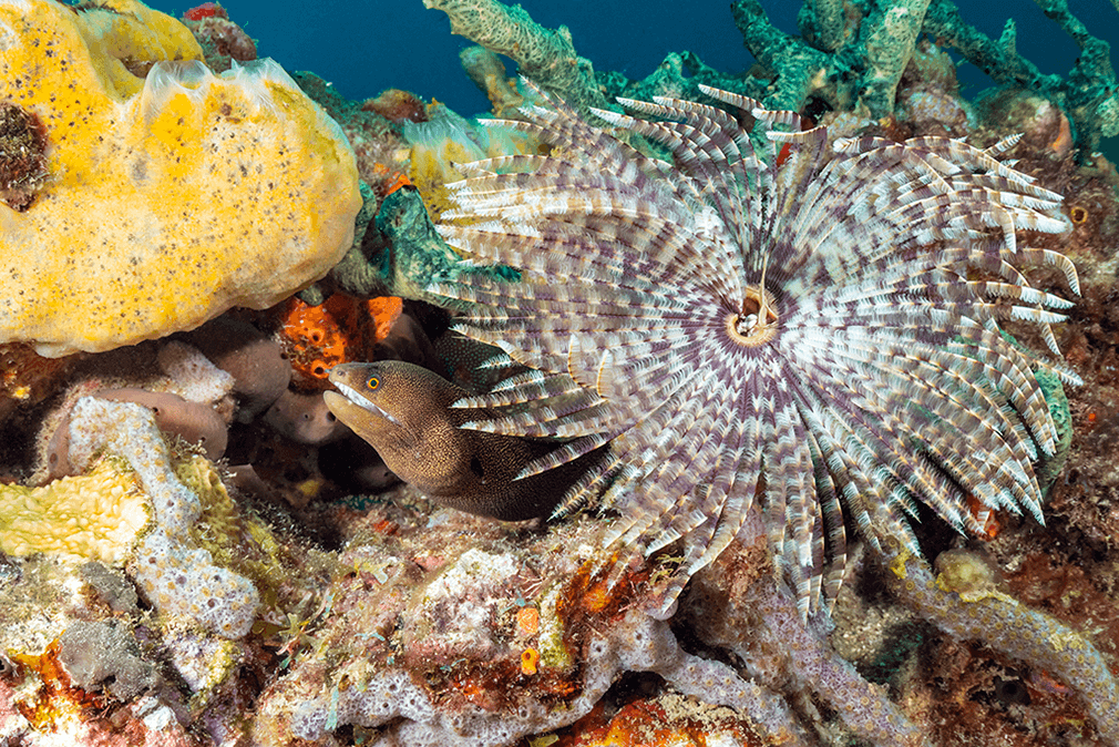 This spotted moray shares space with a crinoid. Martinique's waters are home to an abundance of these filter-feeding animals, which often sport bright colors.