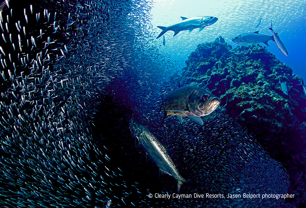 A squadron of tarpon scatter shoals of silversides that seek refuge in Grand Cayman's coral grottoes and canyons.