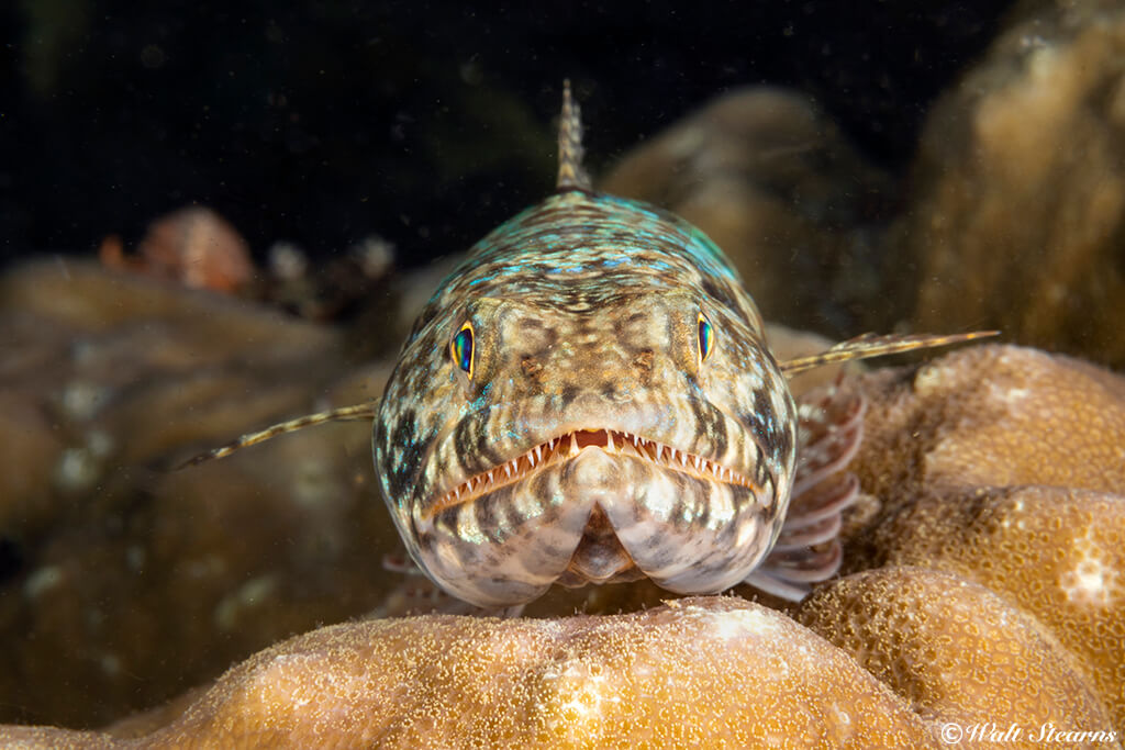 It's all about perspective. This ferocious-looking create is really just a lizardfish seen close-up and head-on.