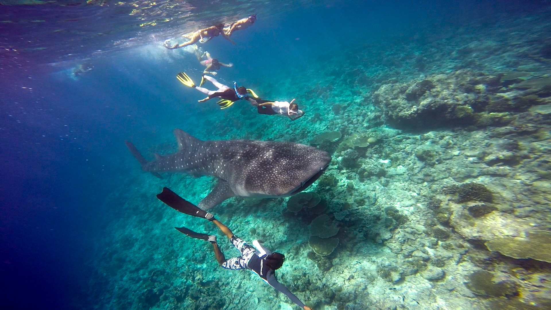 Snorkelers meet up with a whale shark in Hanifaru Bay.