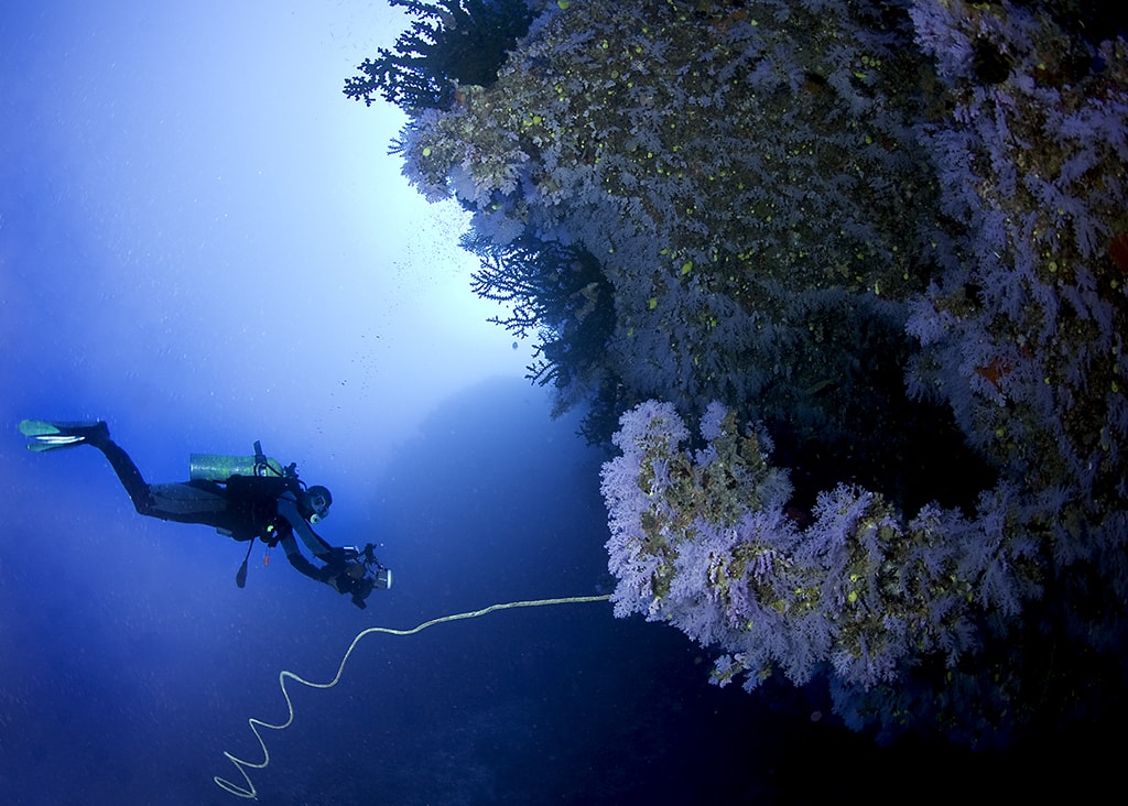 The Great White Wall is one of Fiji's most famous dive sites.