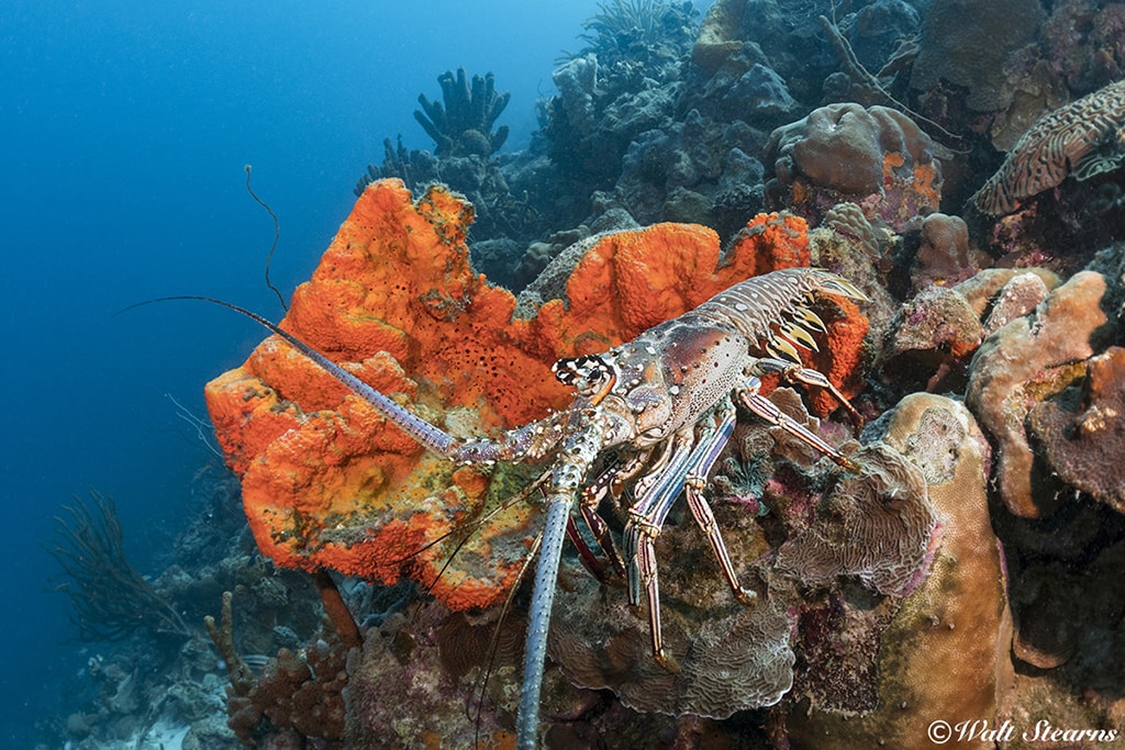 Dives have 24-hour access to Calabas Reef, which is a very short swim from dockside stairs.