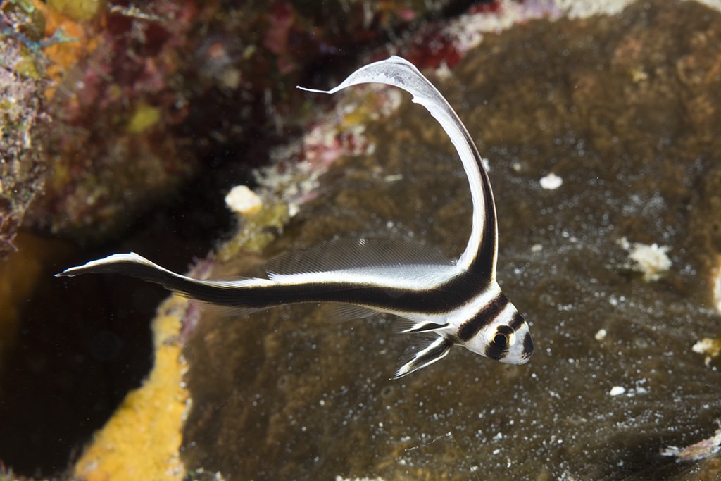 Shore dives provide opportunities to search for small treasures such as this juvenile spotted drum.