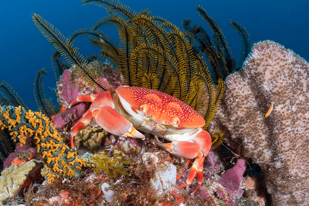 A crab stakes out its place on a rock outcropping decorated by crinoids, sponges and small hard corals.