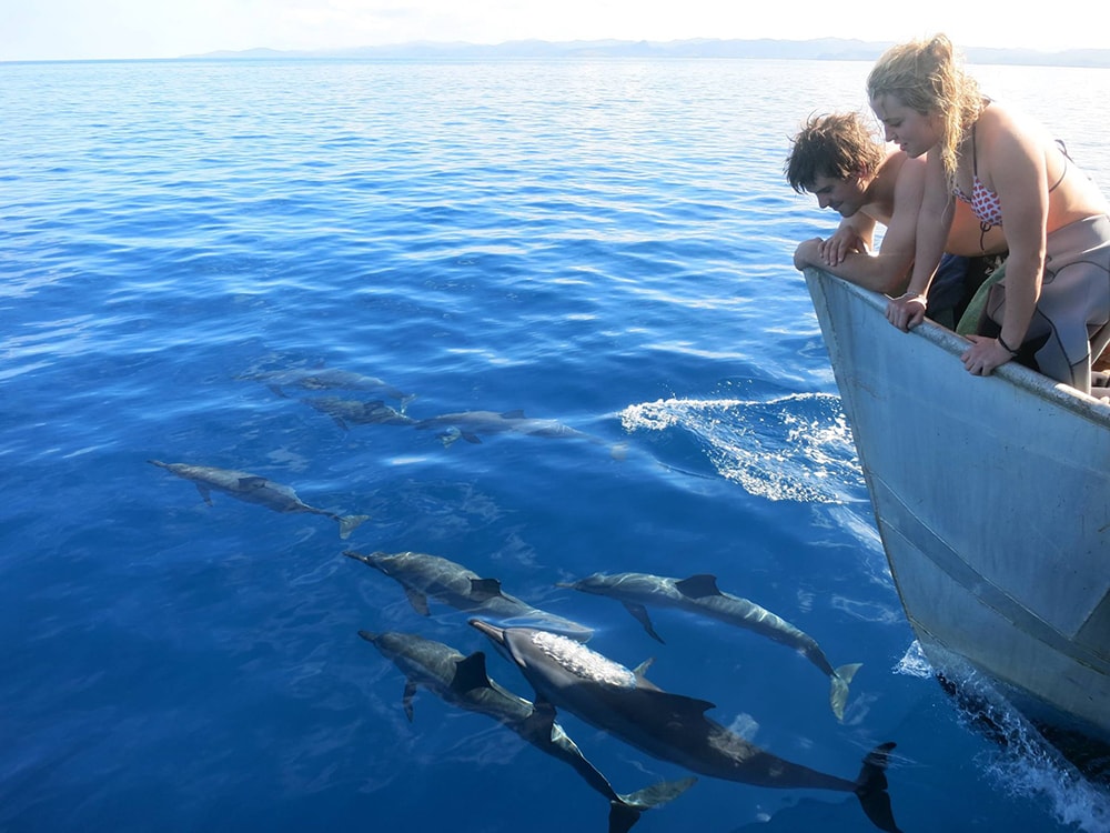 Dolphin watching excursions are among the more popular activities provided by the resort.