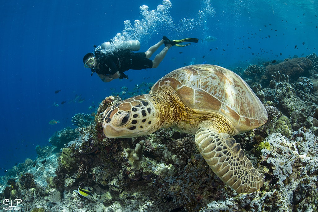 Sipadan is known for its year-round population of sea turtles.