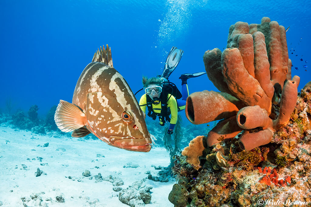 Cayman Brac is known for its resident population of Nassau grouper. These fish are typically gregarious and tolerant of divers.