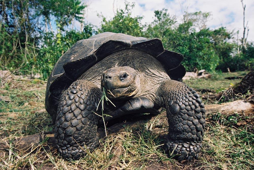 A shore excursion to the Highlands of Santa Cruz to see the islandGÇÖs indigenous species of Galapagos Tortoises in their natural environment is often arranged for guests on the Galapagos Sky.