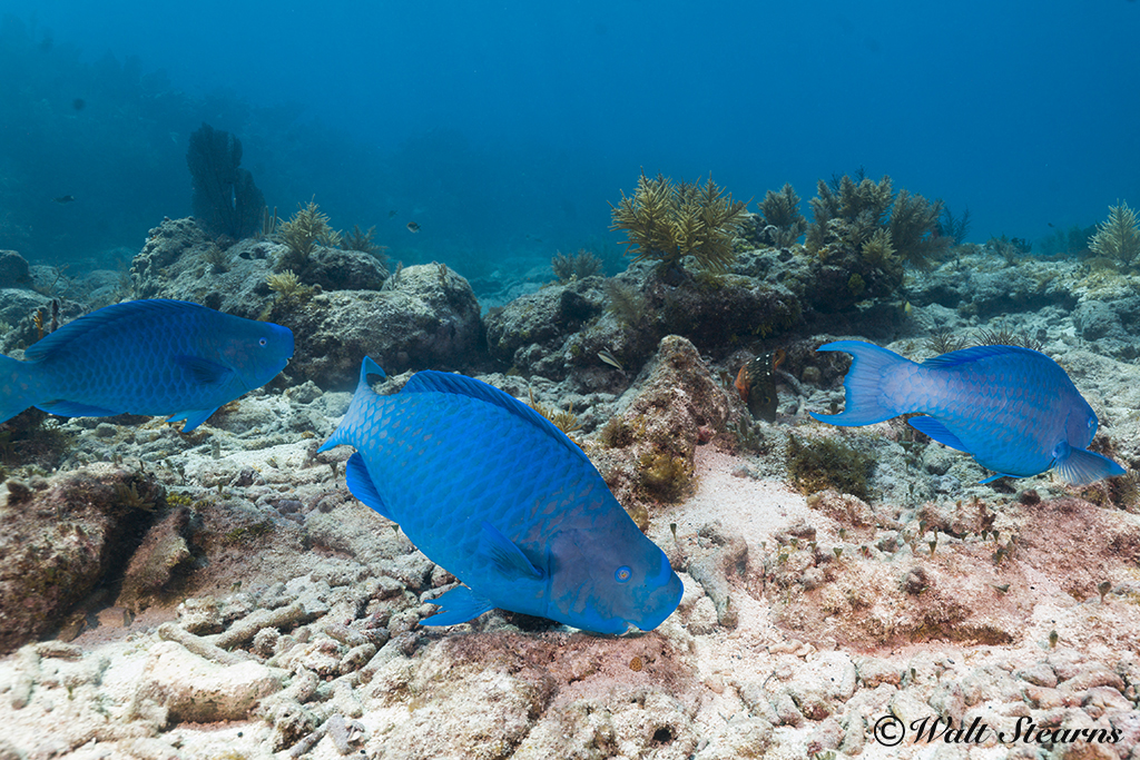 Atlantic Blue Parrotfish