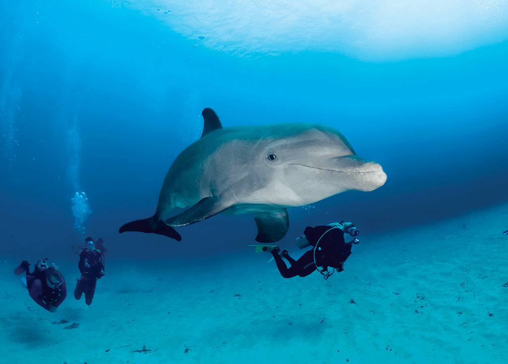 On Belize's Ambergris Caye, beachfront dive resorts are just a short boat ride away from the barrier reef.