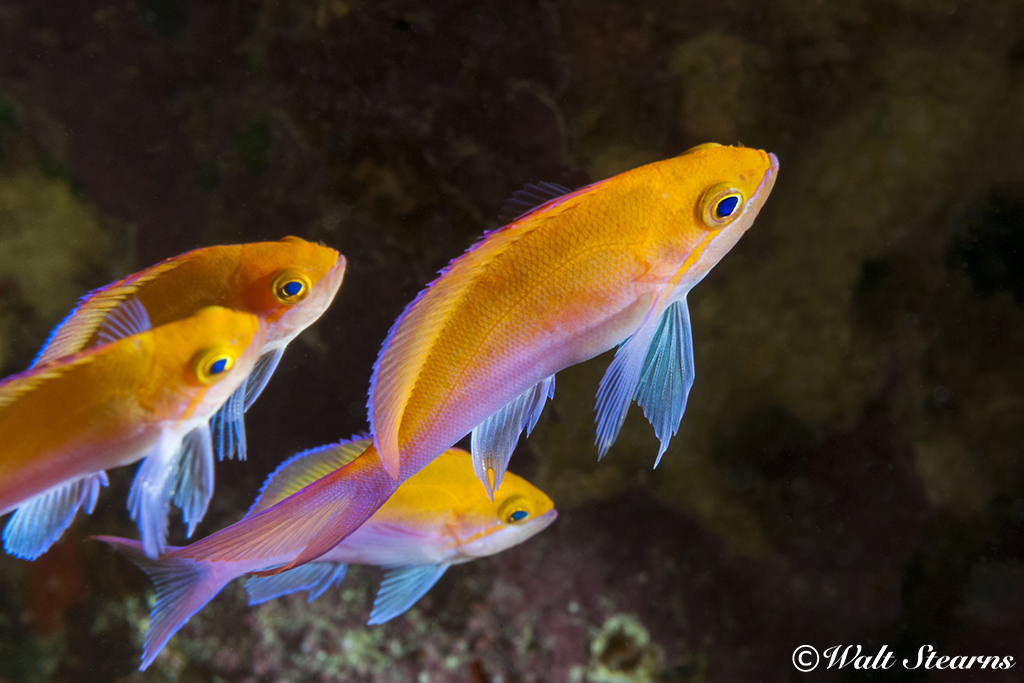 Bicolor Anthias