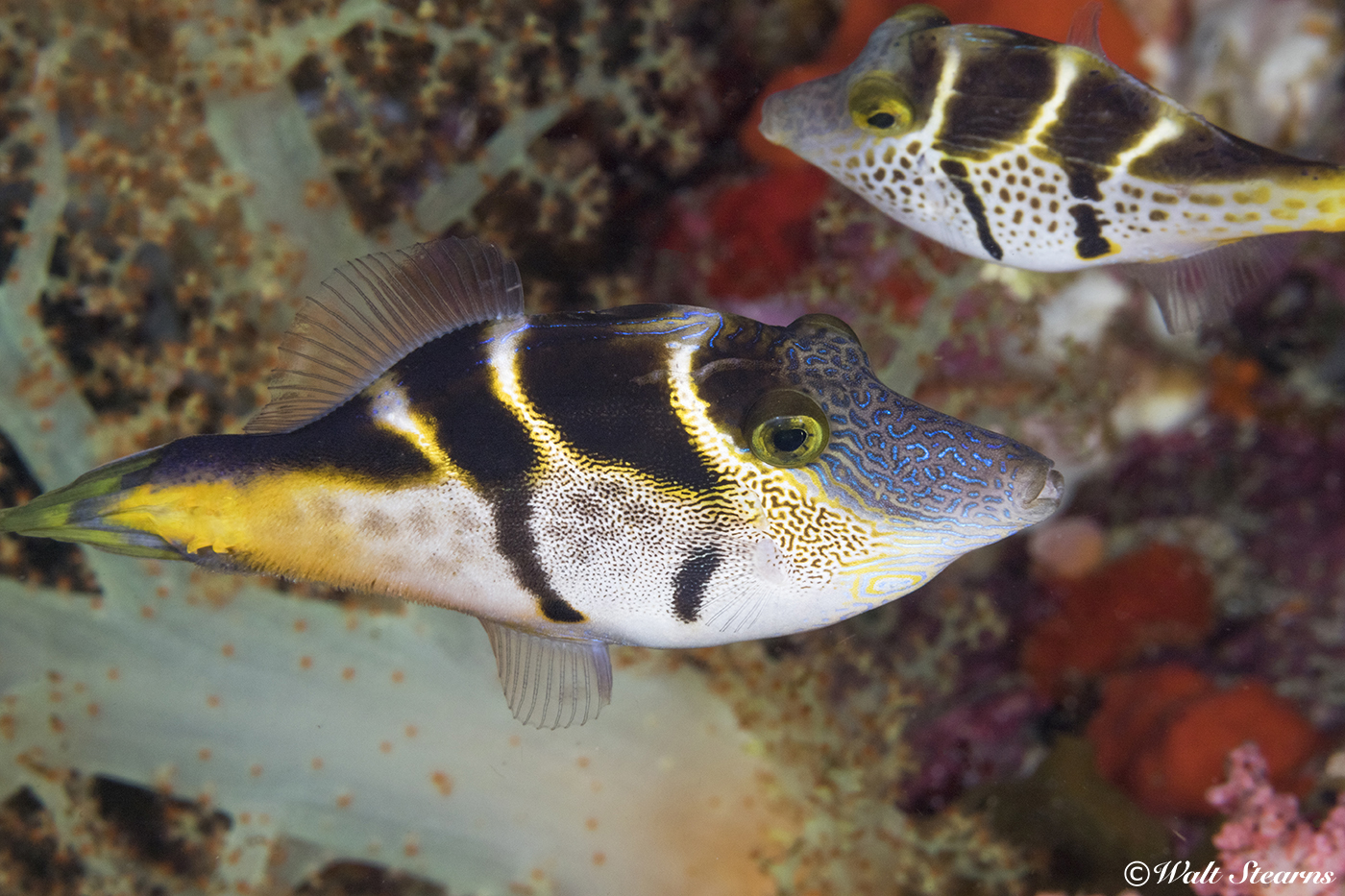 A close relative to triggerfish, the black saddle mimic filefish used deception as a defense. Its body shape and coloration mimic the appearance of the Valentini Puffer, which is highly toxic. Look close and you may notice that the filefish has two dorsal