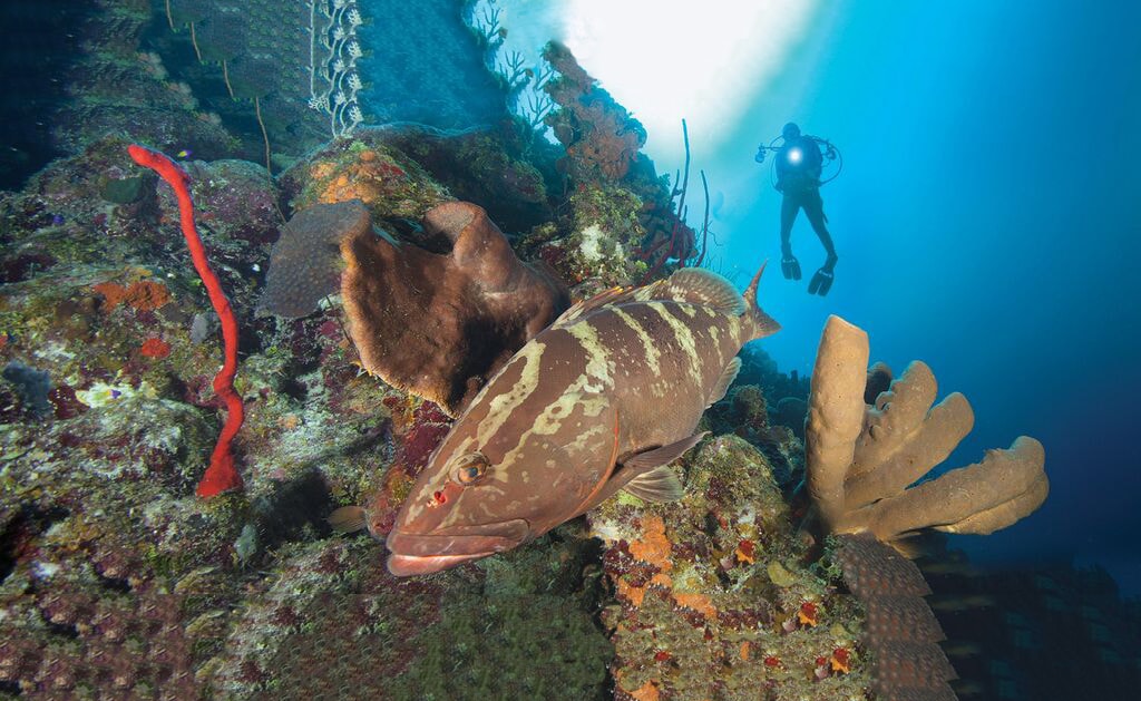 Nassau grouper are often sighted on the walls of Cayman Brac.