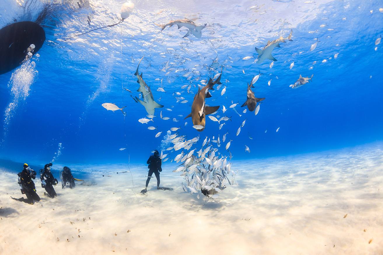 Diving in the Abaco Islands, Bahamas