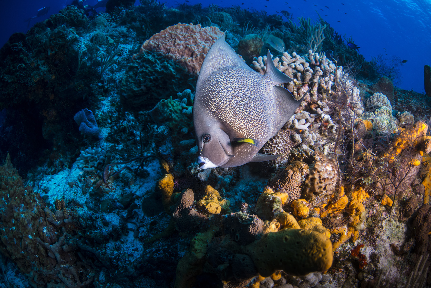 Diving in the Abaco Islands, Bahamas