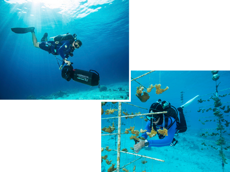 High Tec Diving And Coral Restoration.