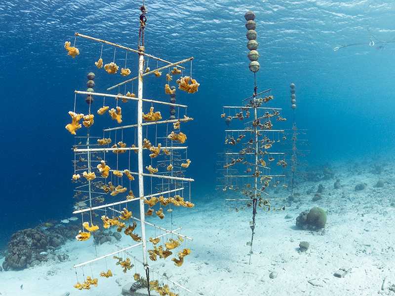 An underwater nursery generates new corals for out-planting to area reefs. An underwater nursery generates new corals for out-planting to area reefs.