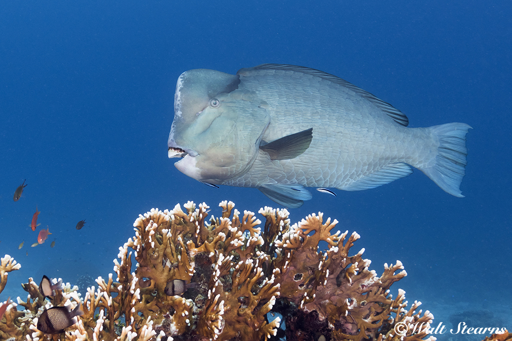 parrot fish bubble