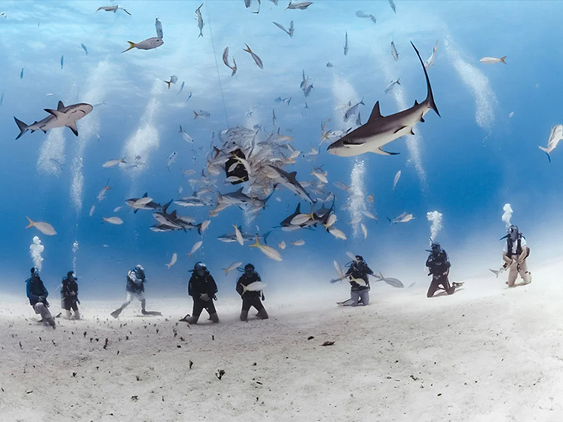Cape Eleuthera is the site of one of the Bahamas' top shark dives.