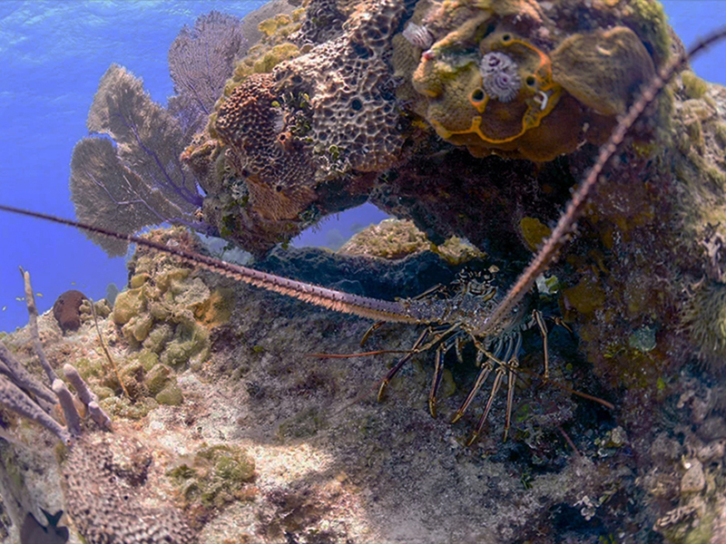 Coral heads shelter a menagerie of marine life.