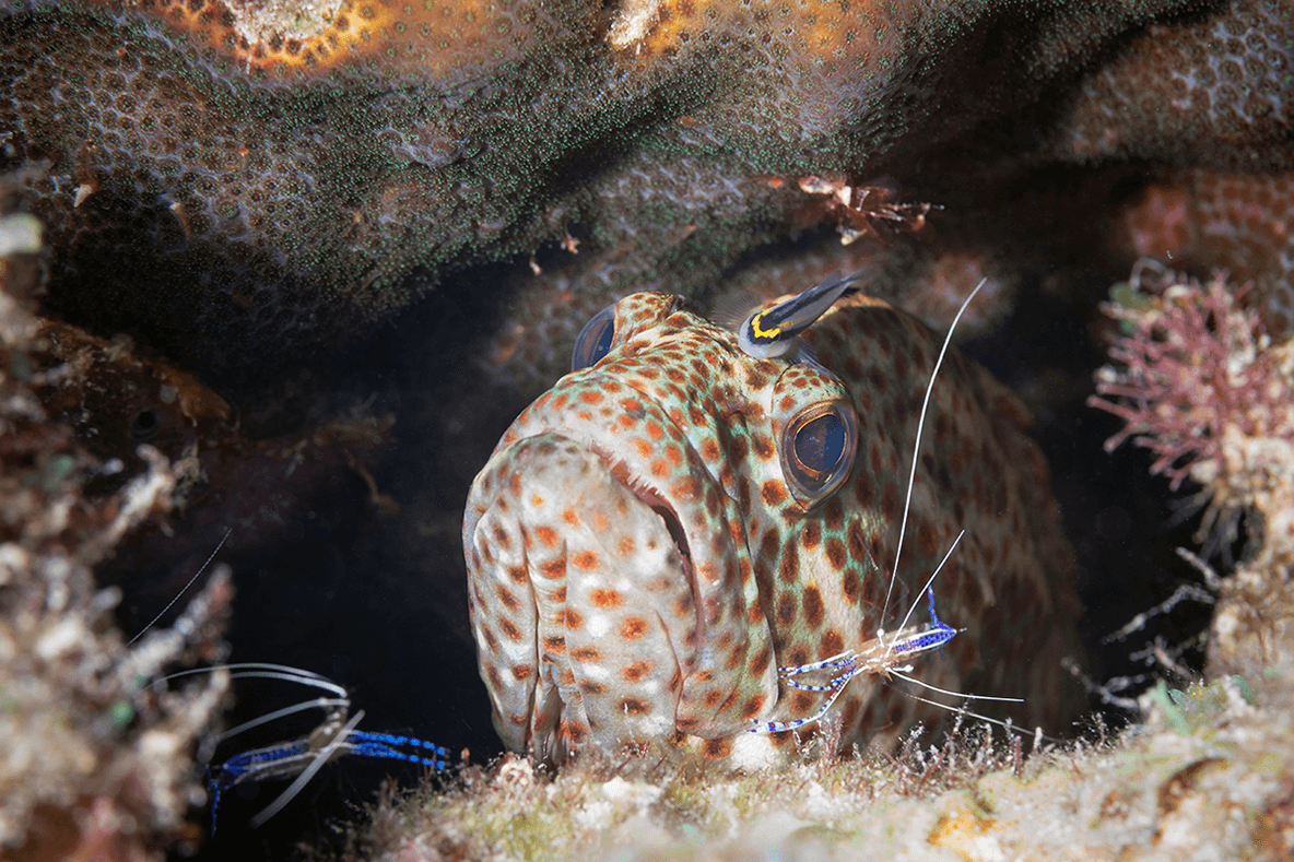 Green practices and conservation initiatives pioneered by Captain Don's have helped Bonaire's reefs and marine life thrives.