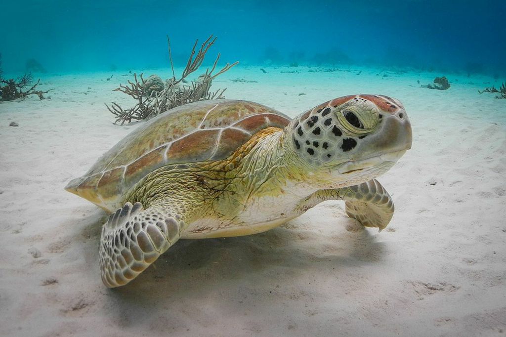 In the shallows right off the resort's shore, divers may encounter turtles or a school of resident tarpon.