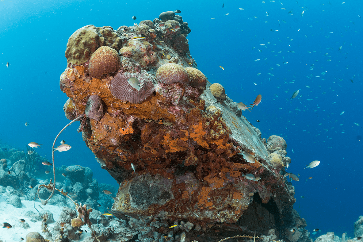 A small wreck on the edge of the reef is now decorated in a colorful coating of coral.