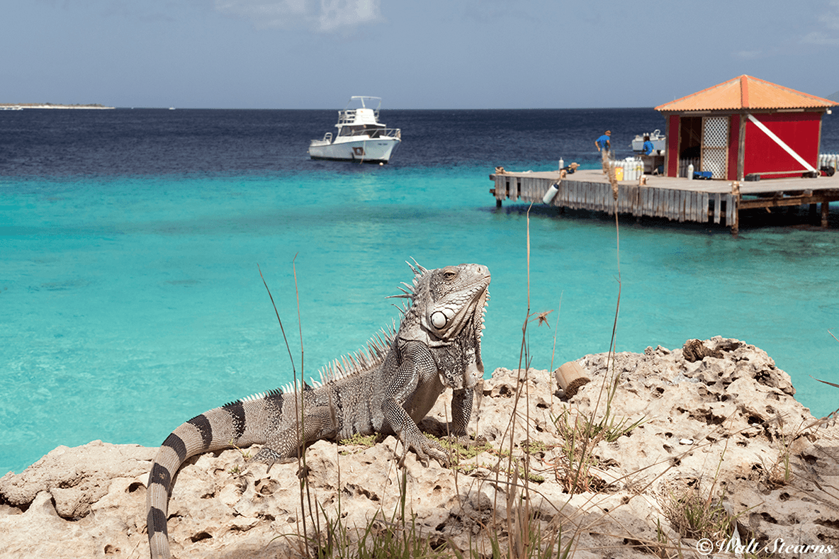 Boat dives leave three times daily from the resort's pier, visiting sites all along Bonaire's west coast.