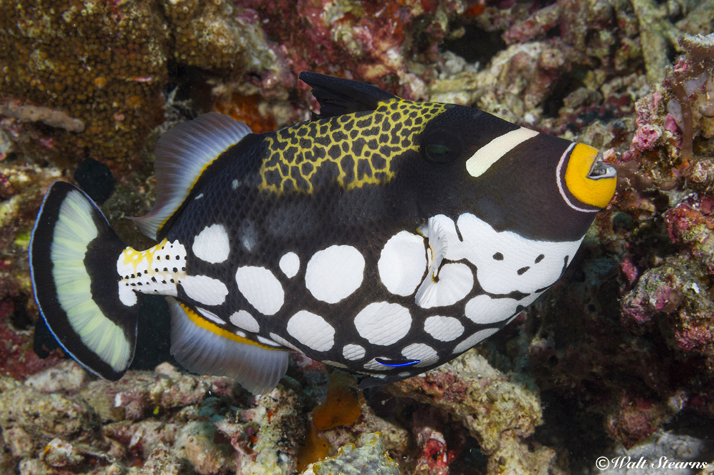 The bright colors and patterns of the clown triggerfish make it a prize subject for underwater photographers. Unfortunately, these same attributes make it a target for the aquarium trade. 