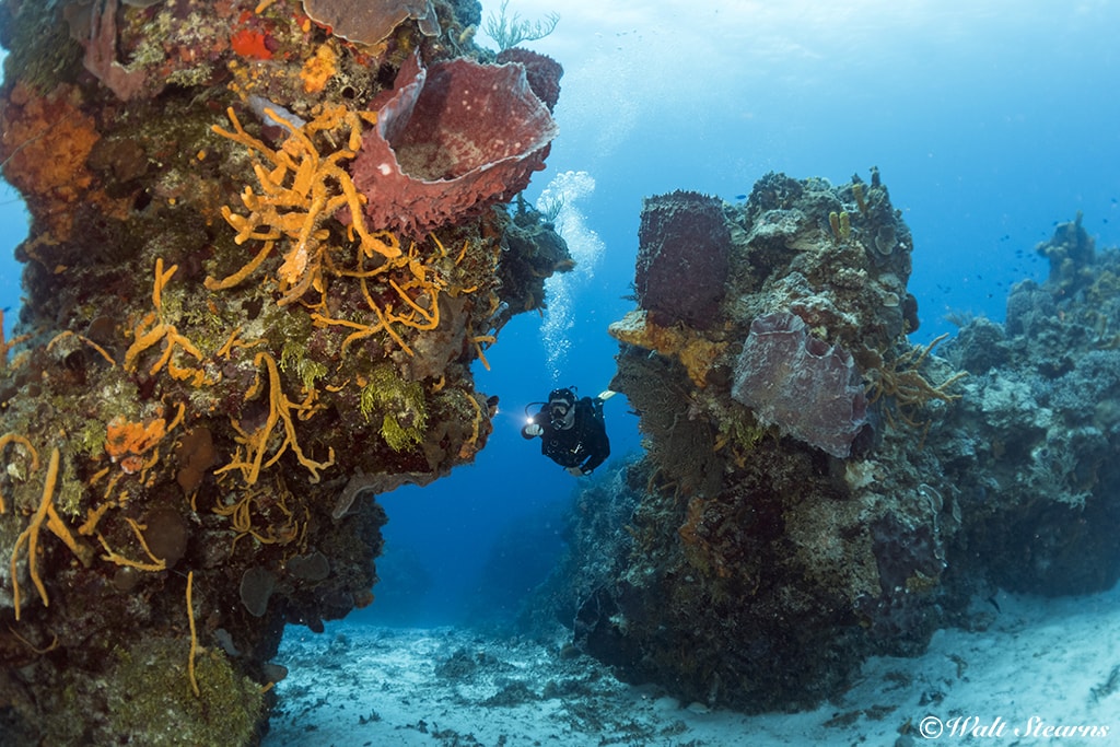 Cozumel's high-profile coral reefs are among the healthiest in the Caribbean.