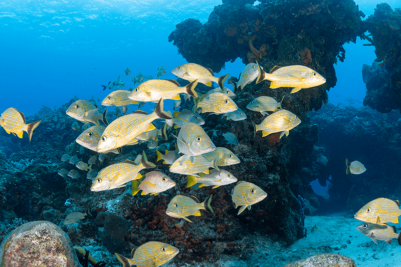 Steady flows of nutrient-rich waters encourage rich sponge growth on the snorkeling reefs of Cozumel.