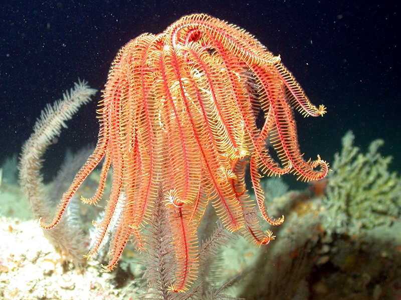 They might look like colorful seaweed or an exotic soft coral, but crinoids are actually animals that are some of the oldest surviving species on earth.