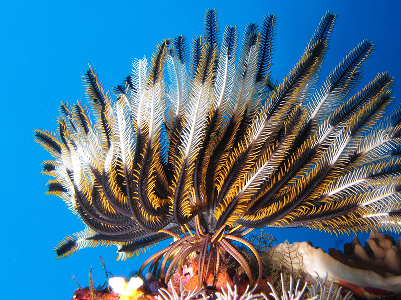 This feathery crinoid has set up shop on the edge of the reef to catch morsels carried by the currents. Should the waters shift, they will likely reposition to stay in the flow.