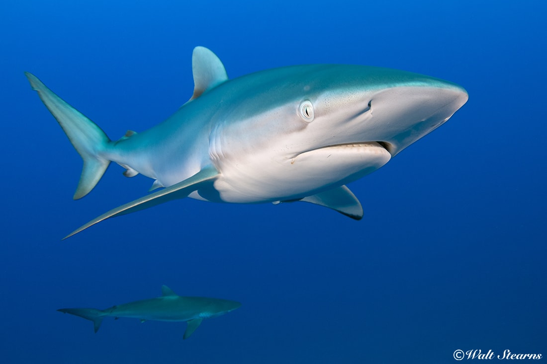 Curious silky sharks are often found on the reefs of Cuba's Garden of the Queens.