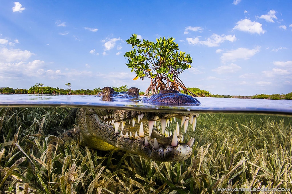 The shallow seagrass beds of the Garden of the Queens are home to North American crocodiles. Despite their fearsome appearance, they can be approached safely.