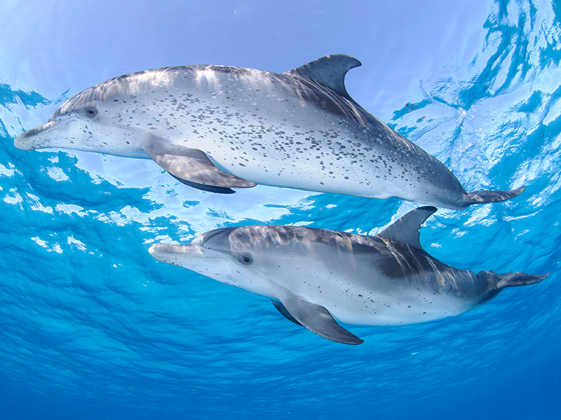 Dolphins in the clear waters of the Bahamas