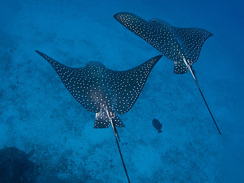 Spotted eagle rays can be seen on coral reefs around the world. Spotted eagle rays can be seen on coral reefs around the world.