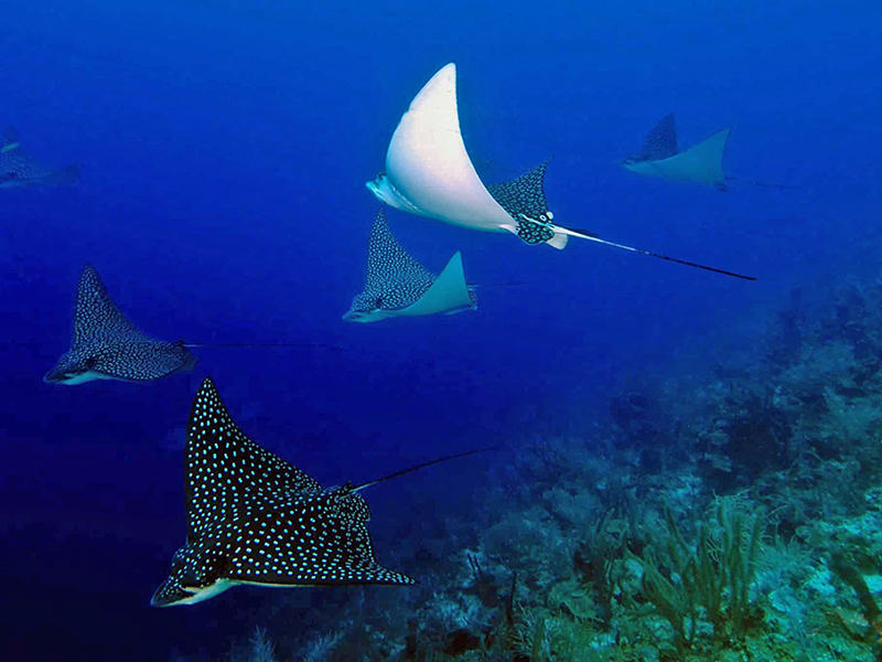 Though often solitary, eagle rays will sometimes form loose aggregations. Though often solitary, eagle rays will sometimes form loose aggregations.