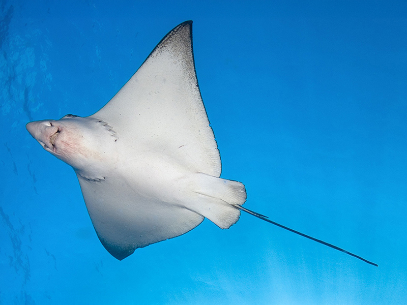 In bright sunshine the eagle ray's light-colored underside makes it more difficult for predators to spot from below. In bright sunshine the eagle ray's light-colored underside makes it more difficult for predators to spot from below.