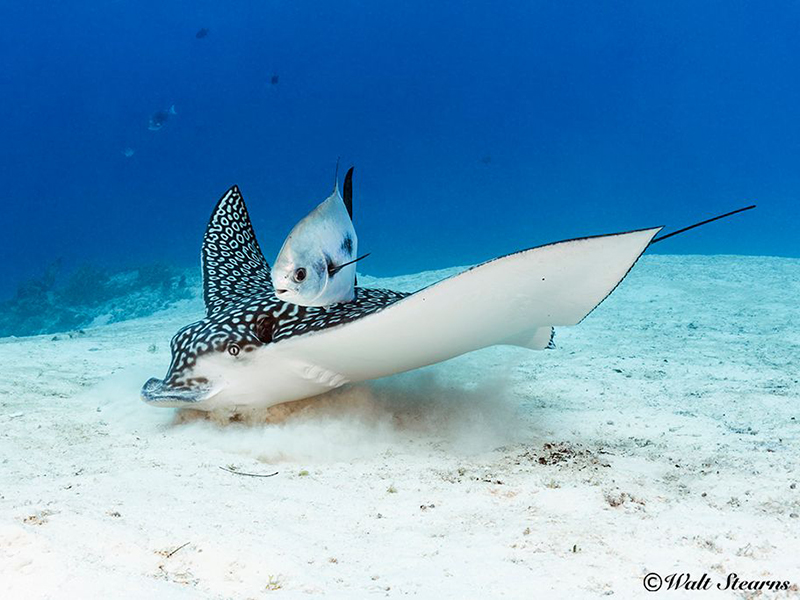 When eagle rays stir up the sand small fish may tag along to nosh on dislodges morsels. When eagle rays stir up the sand small fish may tag along to nosh on dislodges morsels.