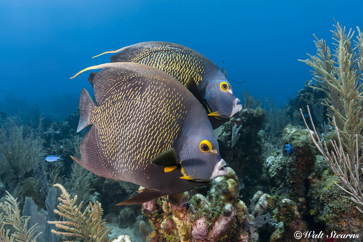 French angelfish patrol the reefs of Turneffe Atoll. These fish form monogamous bonds, and often travel and hunt in pairs.